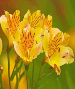 Yellow Alstroemeria Flowers paint by numbers