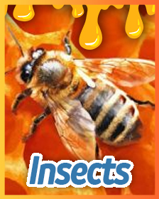 Insects