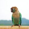 Turquoise Cheek Conure Paint By Numbers
