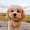 Shihpoo Dog Paint By Numbers