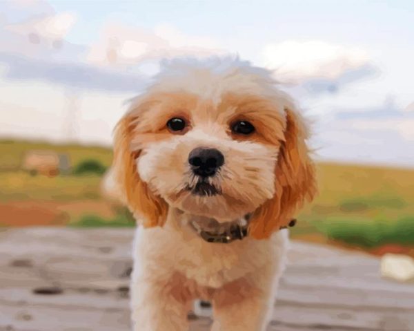 Shihpoo Dog Paint By Numbers