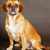 Puggle Dog Paint By Numbers