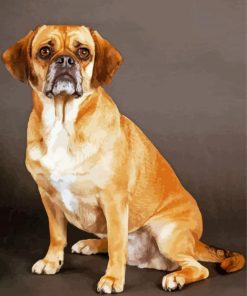 Puggle Dog Paint By Numbers