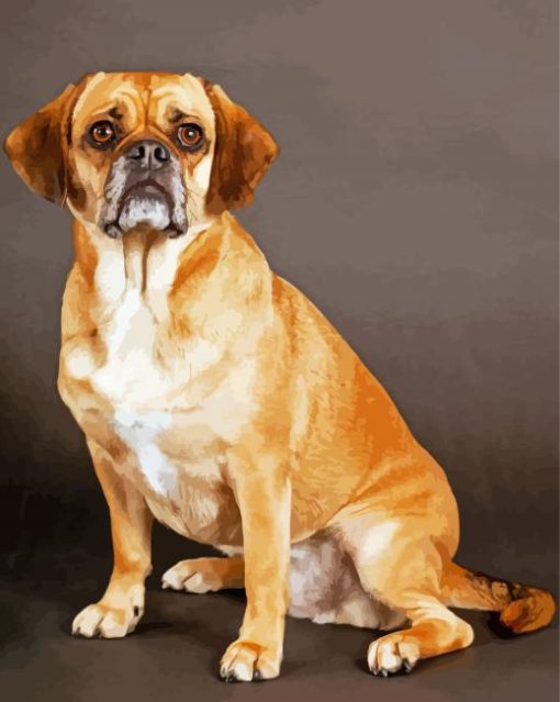 Puggle Dog Paint By Numbers