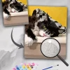 Custom Paint By Numbers​ Pets